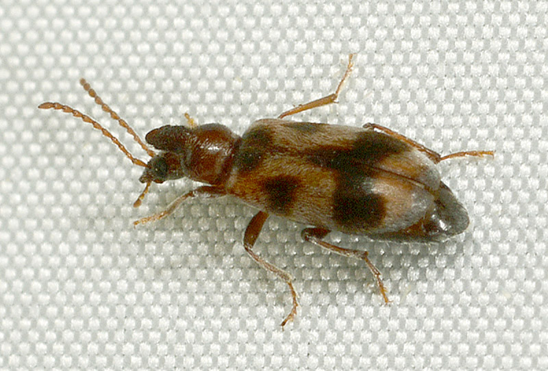 Anthicidae: Notoxus brachycerus